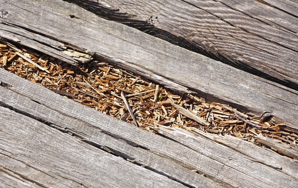 Deck Wood Rot
